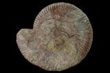 Toarcian Ammonite (Hammatoceras) Fossil - France #152756-1